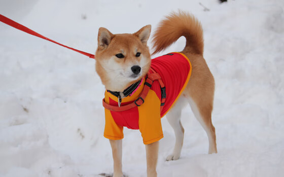 kaiyun-国家女篮赛前封闭集训注重体能和节奏管理，女篮集训名单