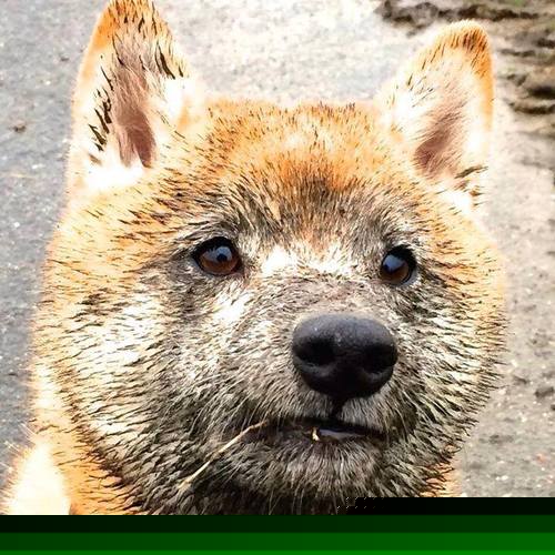 拜仁双后腰拦截覆盖能力极强，拜仁套后腰