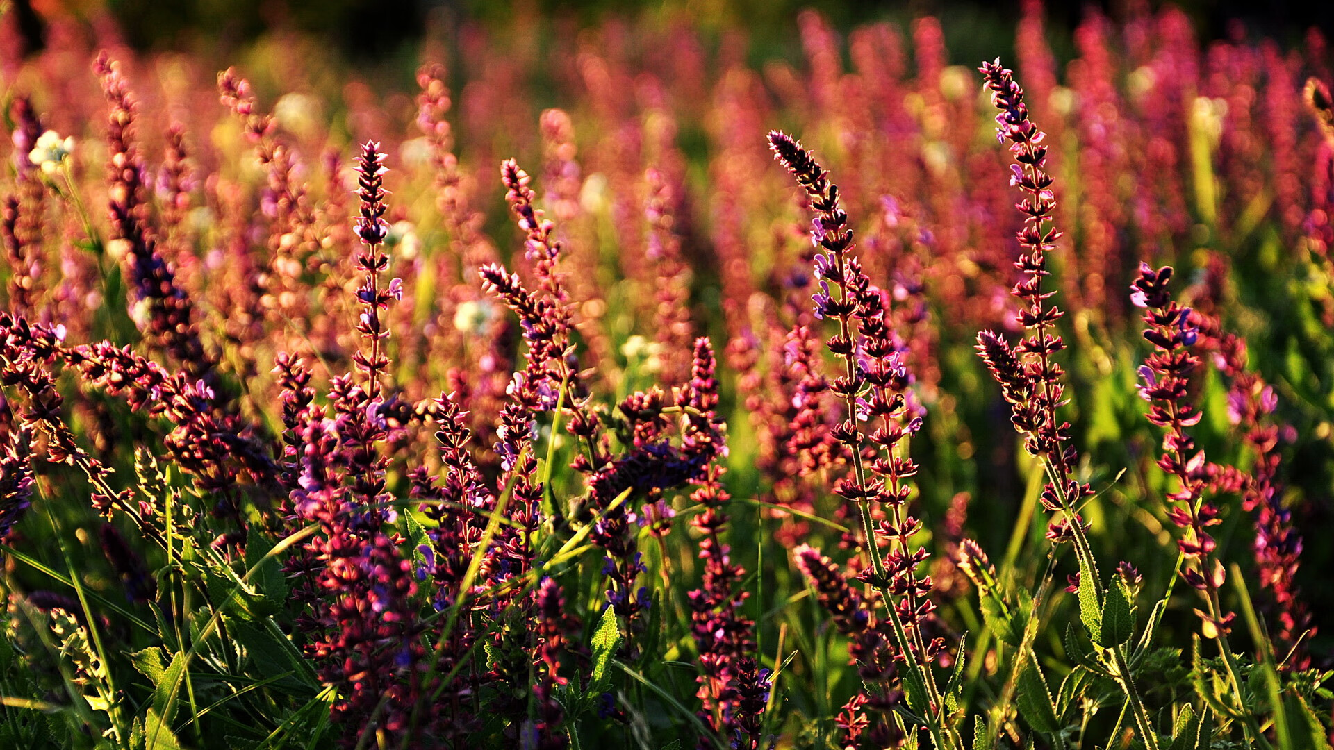职业联赛人才流动机制不合理，职业联赛招聘