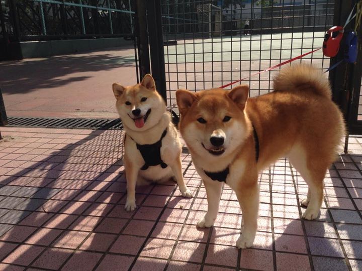 CBA球员心理素质培训强化比赛抗压能力,篮球运动员心理训练