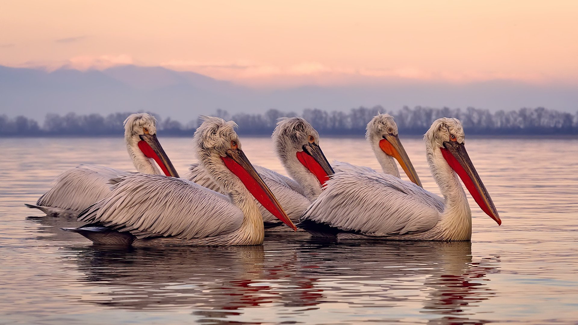 CBA联赛推行球员成长档案管理系统便于跟踪培养，cba 球员数据库