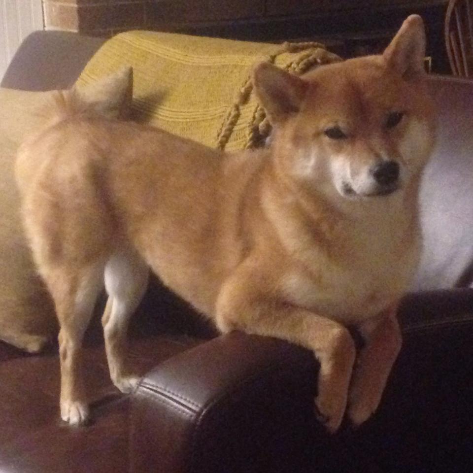 中国足球联赛实施裁判辅助教学直播计划,中国足球协会裁判员管理系统