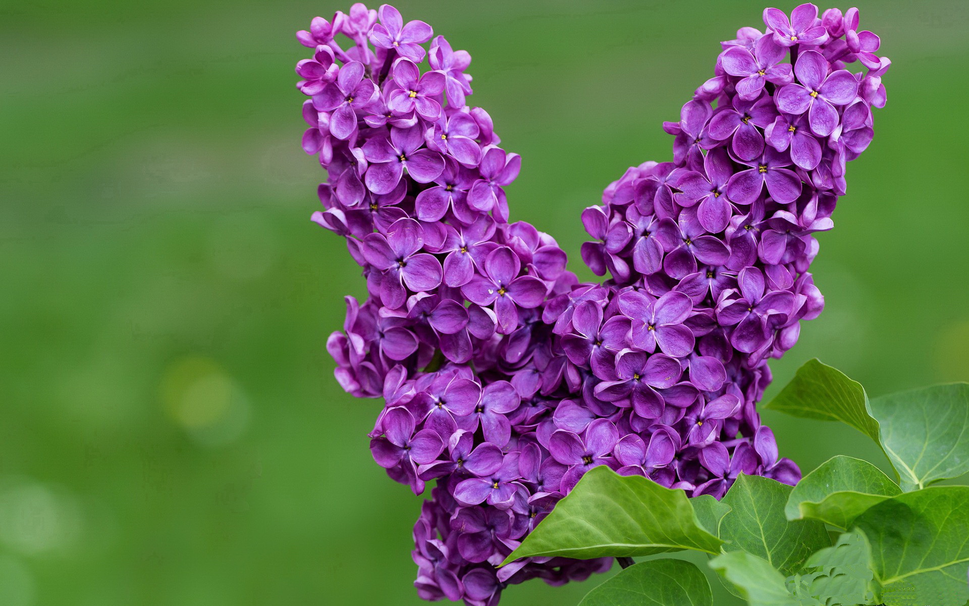 中锋与边锋配合默契，战术执行明确，中锋对位