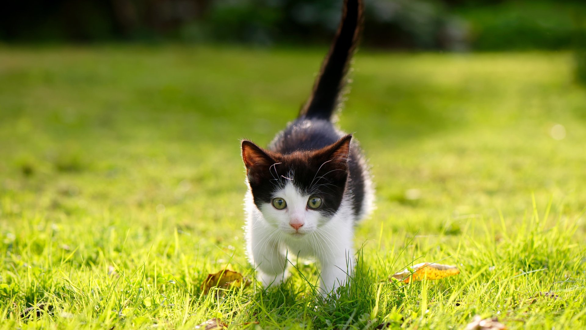 凯尔特人投篮教练逐个指导球员出手节奏，凯尔特人教练是谁