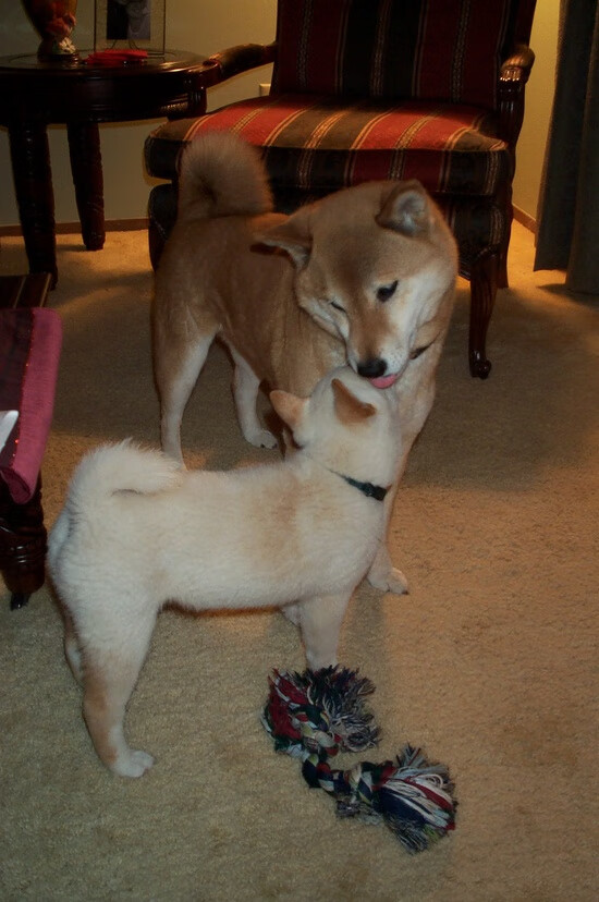 全黑队依靠全员参与防守，极大提升防线稳固性，全黑队服