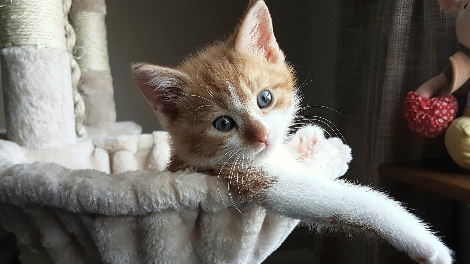 凯尔特人战术板记录曝光攻守分明，凯尔特人战报