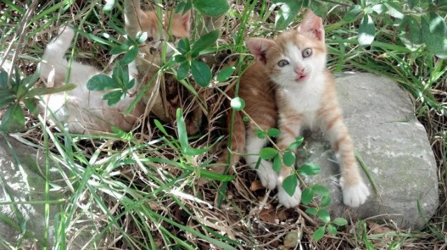 史密斯200米仰泳决赛发挥稳定，田径史密斯
