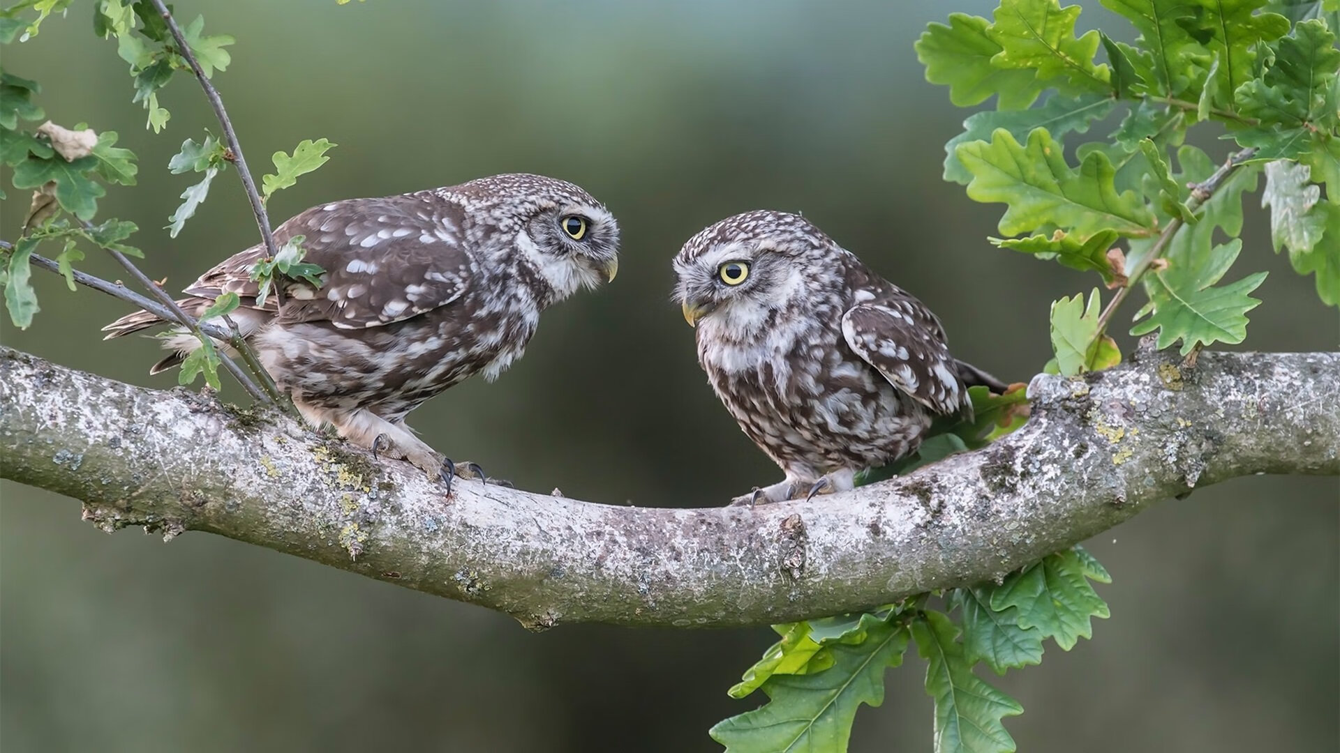史密斯200米仰泳决赛发挥稳定，田径史密斯