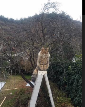 国家队集训引入VR技术提升战术演练沉浸式体验感，ioi2021国家集训队